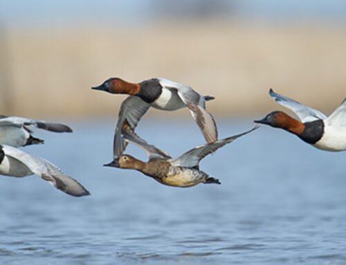 Electronic Duck Stamp Reminder, Updates for California Hunters, and New Progress Regarding Discharge of Firearms By-laws in Ontario