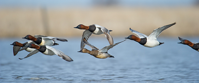 Canvasbacks