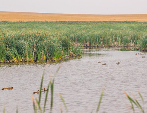 Delta Waterfowl Among Collaborating Partners on Wildlife for the 21st Century Publication