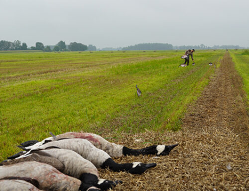 The Expansion of Sunday Gun Hunting Opportunities in Southern Ontario Has Nearly Tripled in the Last Two Decades