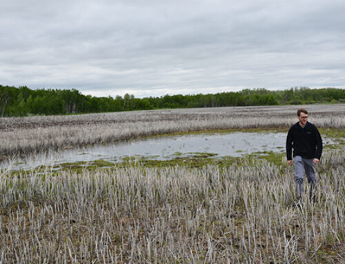 Manitoba’s Shallow Wetlands Incentive Program a Success for Ducks and Farmers