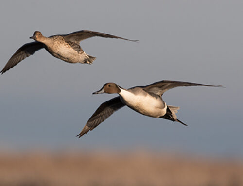 Delta Waterfowl Disappointed in Gov. Newsom’s Veto of Wetlands Conservation Bill