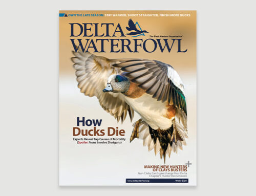 Delta Waterfowl’s Winter Issue: Top Ways Ducks Die, Winning Strategies for Winter