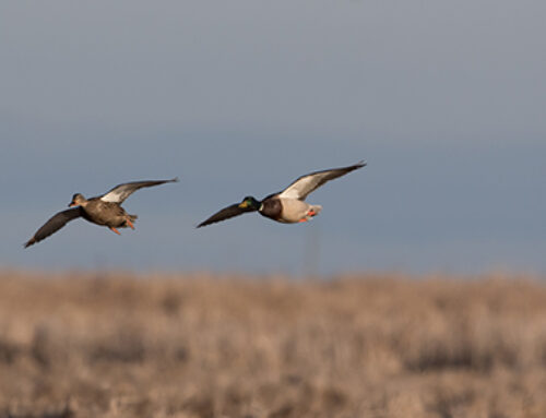 Ballot Box Impacts for Hunters; Access Concerns on Proposed National Park in Midwest; Delta Advocacy for Shallow Wetland Conservation in Alberta, and More