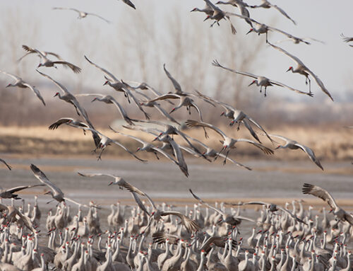 Legislative Study Committee Recommends Sandhill Crane Hunting Season in Wisconsin