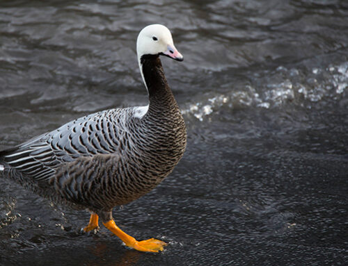 USFWS and State of Alaska to Close Hunting of Emperor Geese