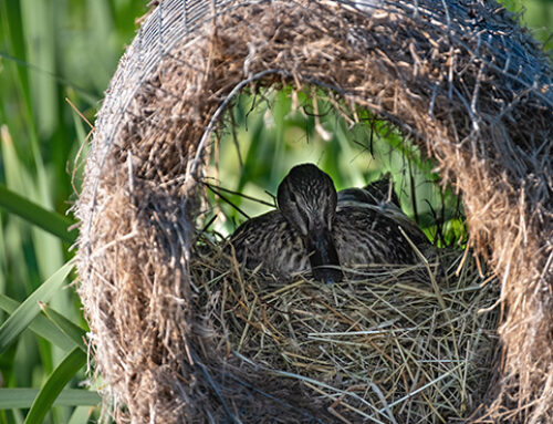 Delta Waterfowl Expands Hen House Program to Produce More Mallards