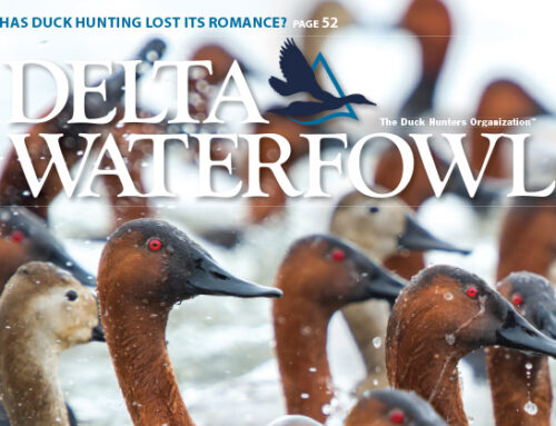 Delta Waterfowl’s Spring Issue Goes ‘Chasing Canvasbacks’