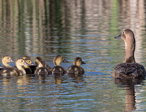 Delta Waterfowl Expands Predator Management to Produce More Ducks